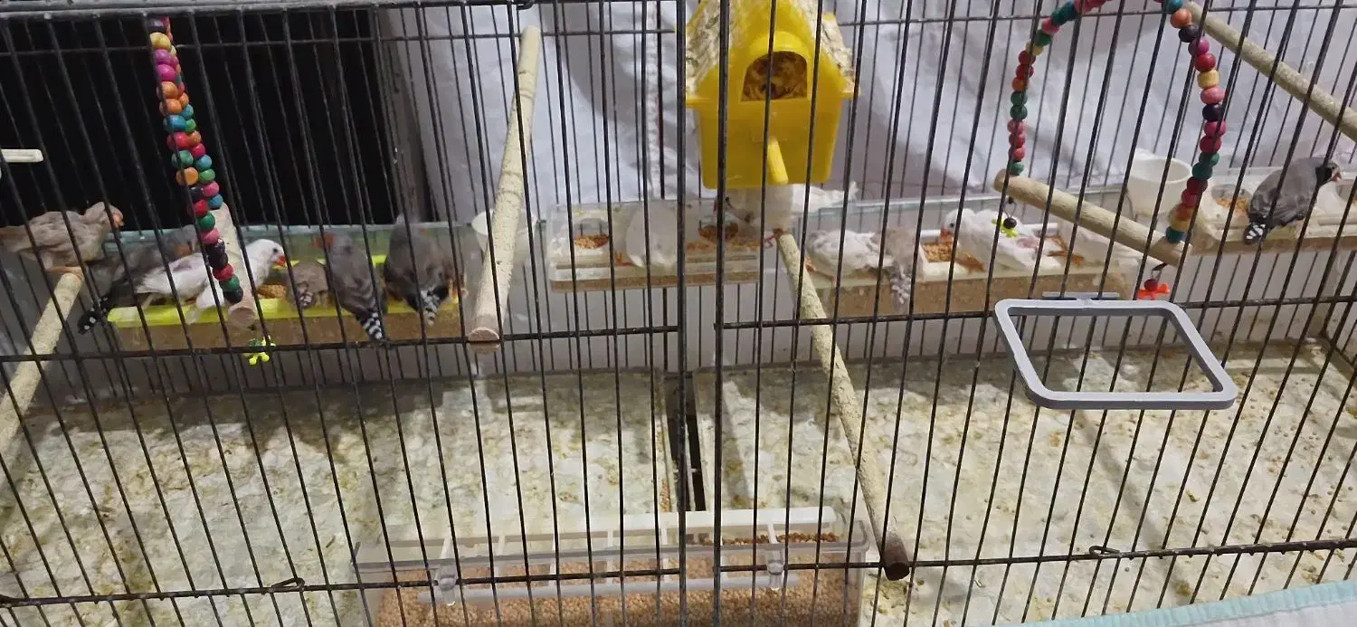 تعدادی فنچ به فروش میرسد|پرنده|شیراز, فرودگاه شهید دستغیب شیراز|دیوار