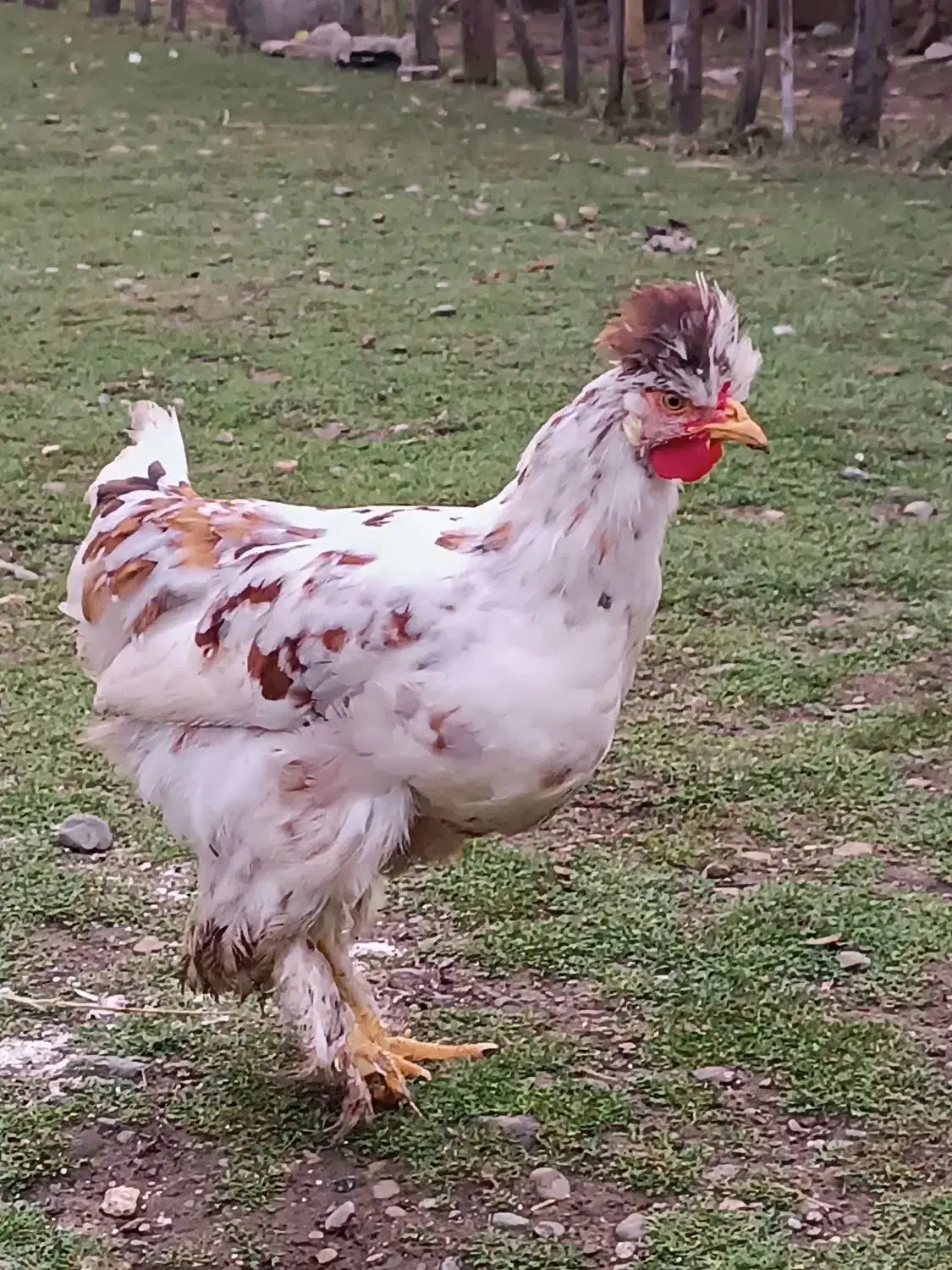 خروس کاکلی ۵ ماهه|حیوانات مزرعه|رشت, قاسمیه|دیوار