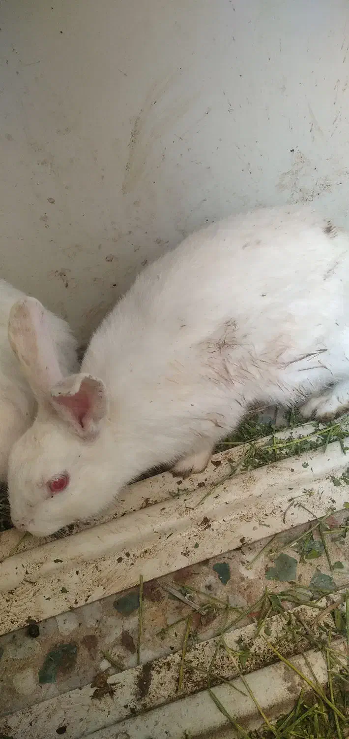 خرگوش|موش و خرگوش|شهرکرد, |دیوار