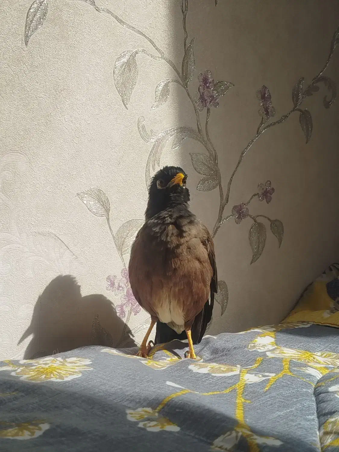 مینا گمشده|پرنده|مشهد, ایثارگران|دیوار