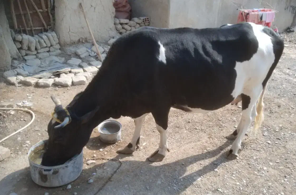 گاو فروشی|حیوانات مزرعه|کرباسک, |دیوار