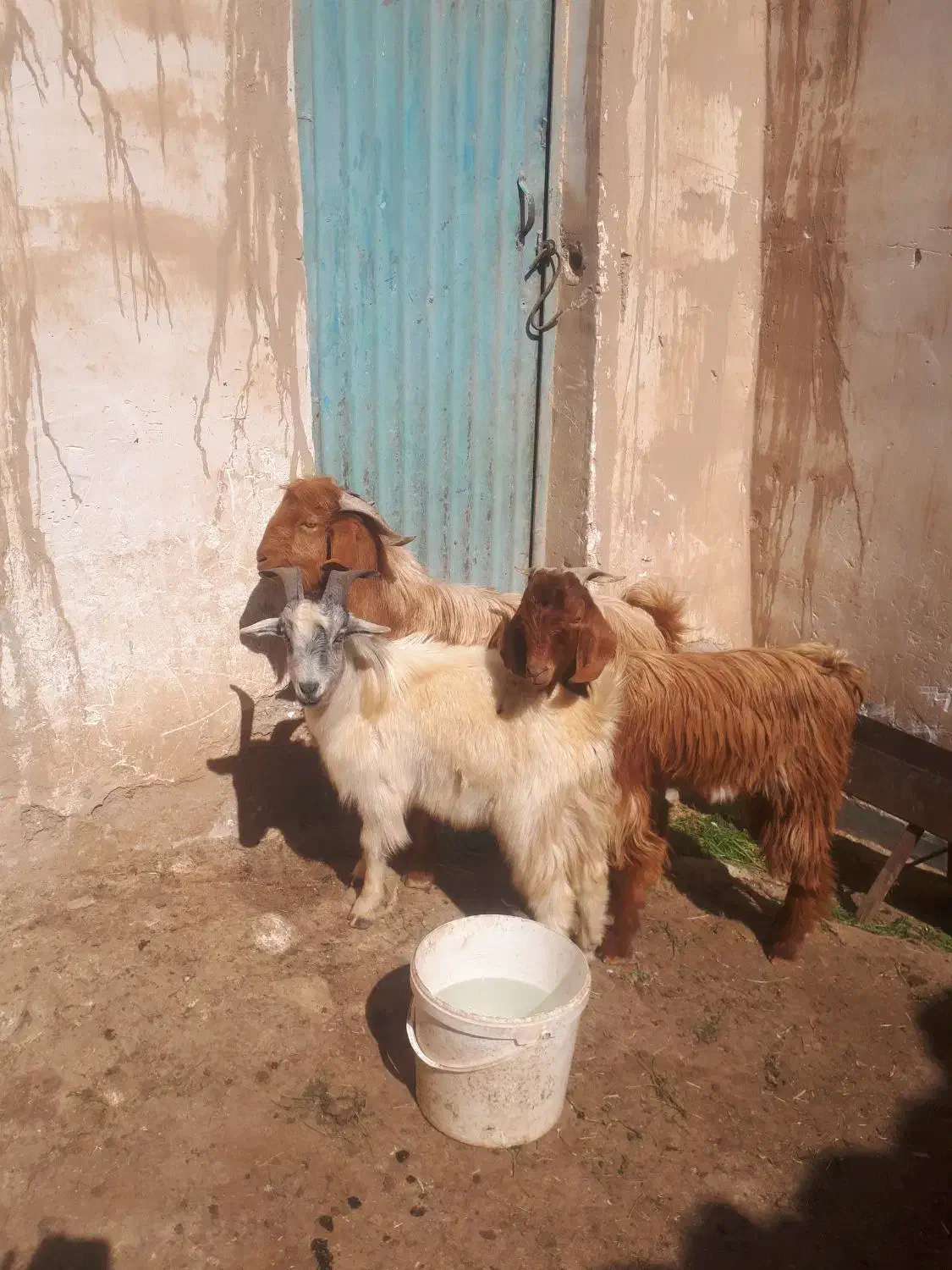 میش بره بز|حیوانات مزرعه|مسجد سلیمان, |دیوار