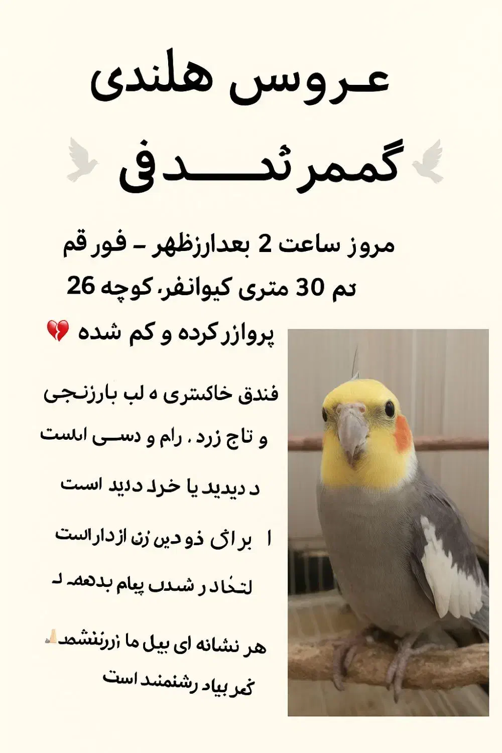 عروس هلندی گم شده|حیوانات|قم, کیوانفر|دیوار