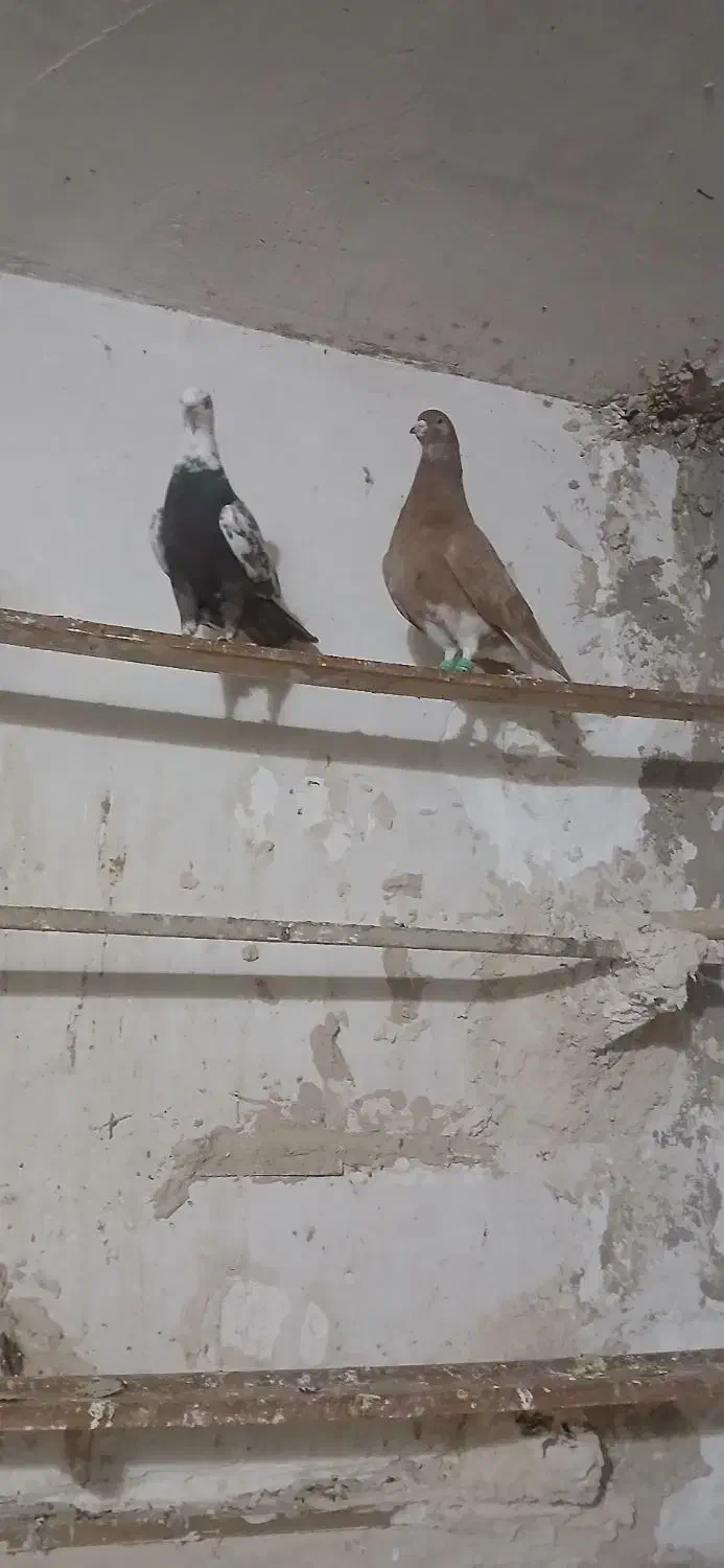 جوجه و جوانه پرشی|پرنده|مشهد, شهید قربانی|دیوار