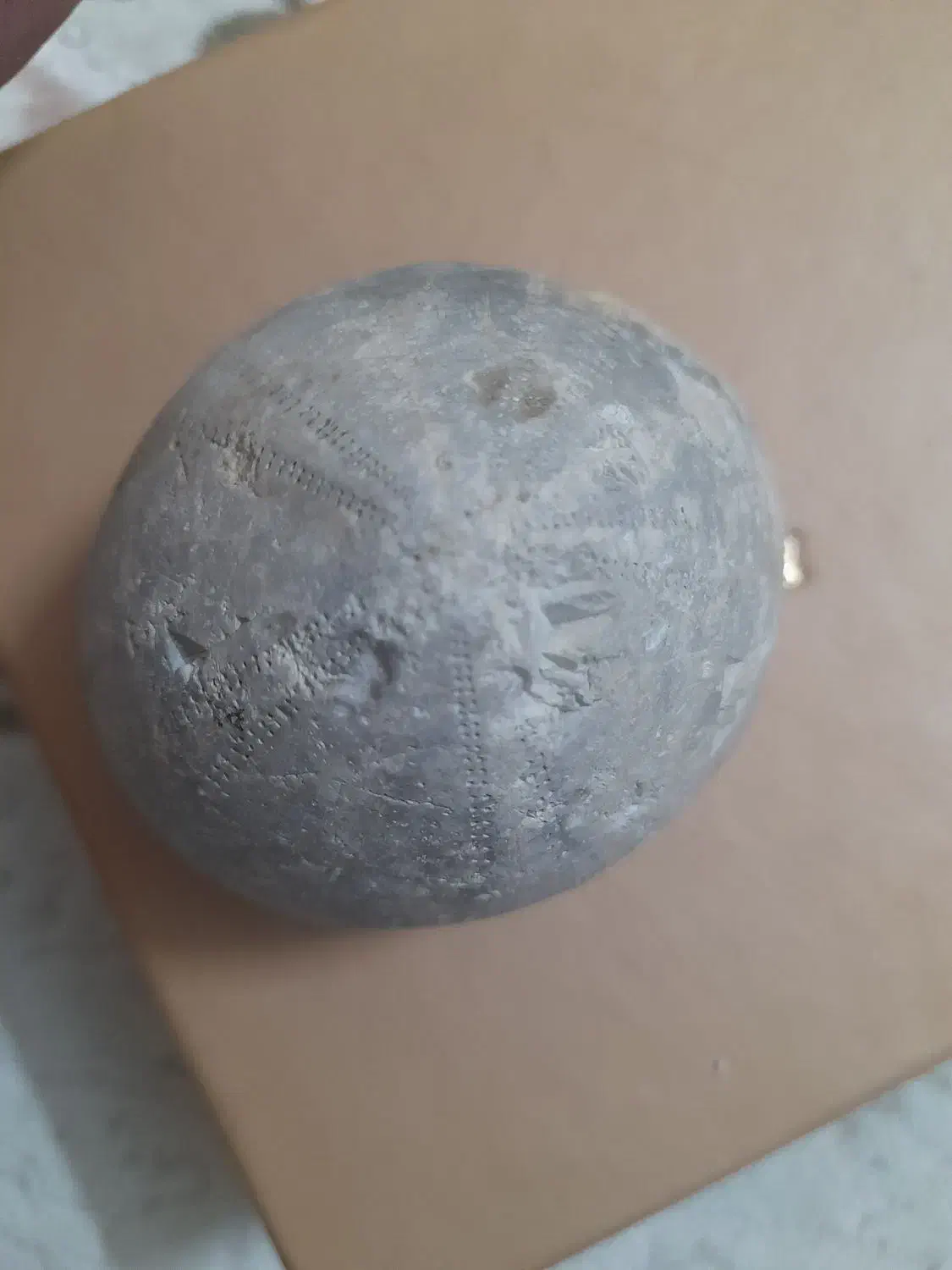 فسیل خارپشت|کلکسیون اشیاء عتیقه|مشهد, فریزی|دیوار