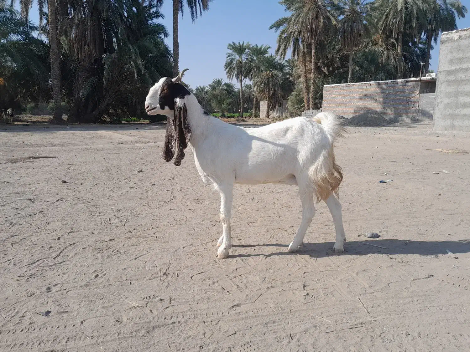 گوسفند ماده مالداری مری|حیوانات مزرعه|ایرانشهر, |دیوار