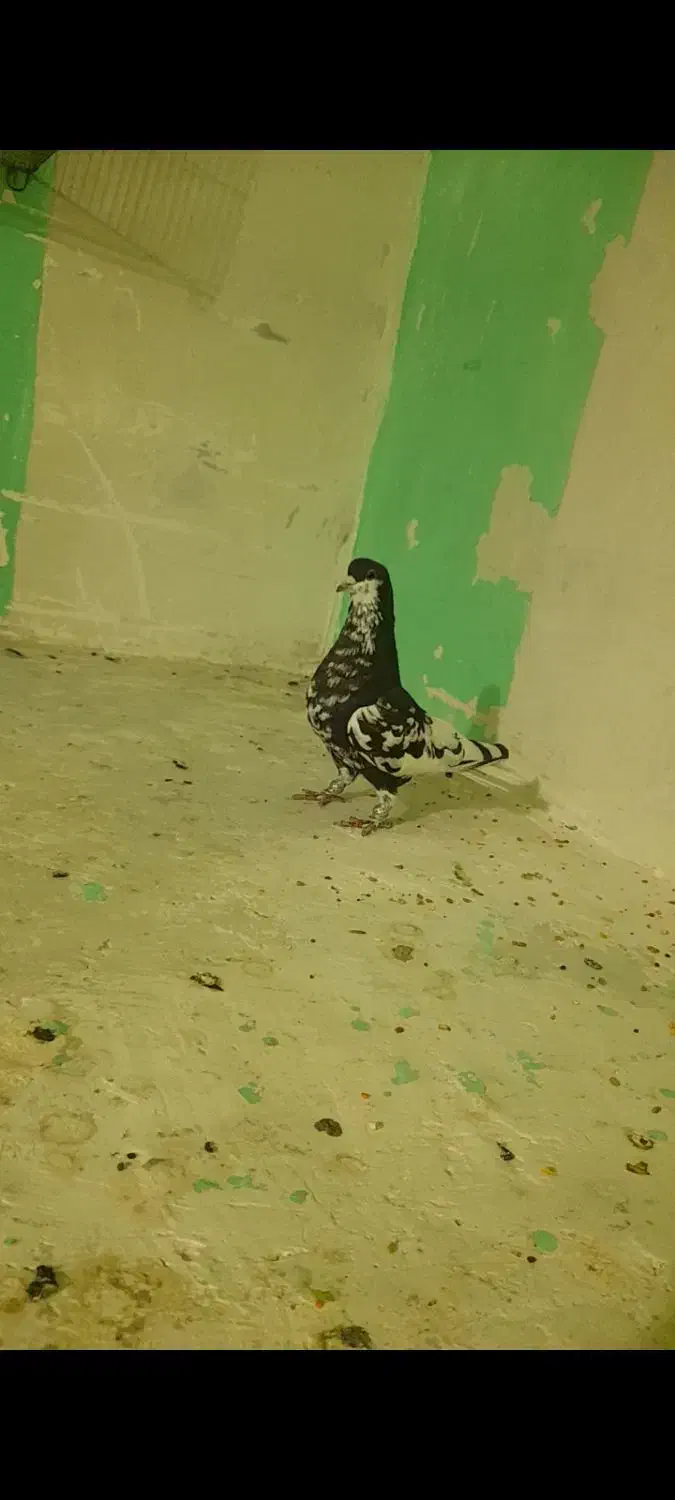 یال سیاه گلدار|پرنده|شیراز, کاراندیش|دیوار