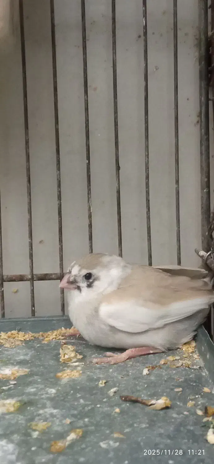 فنج|پرنده|قنوات, |دیوار