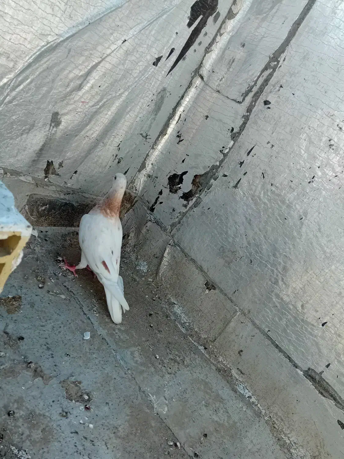 کفتر|پرنده|میناب, |دیوار