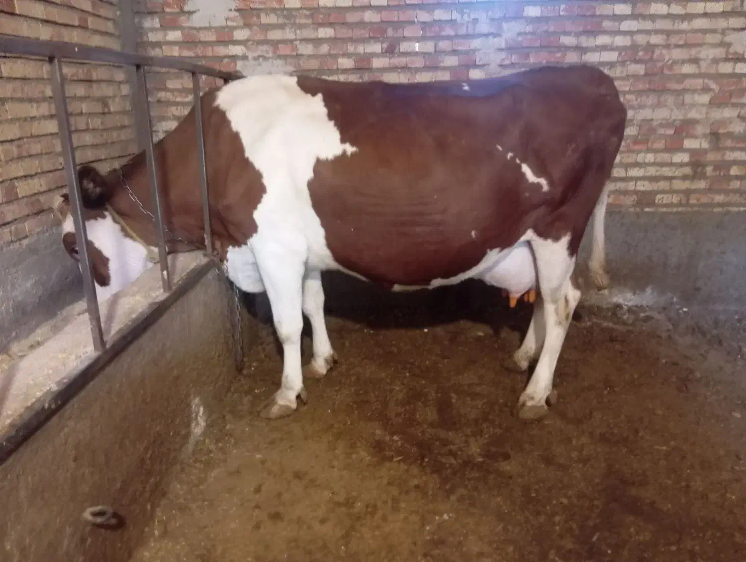 گاو سیمنتال|حیوانات مزرعه|تسوج, |دیوار