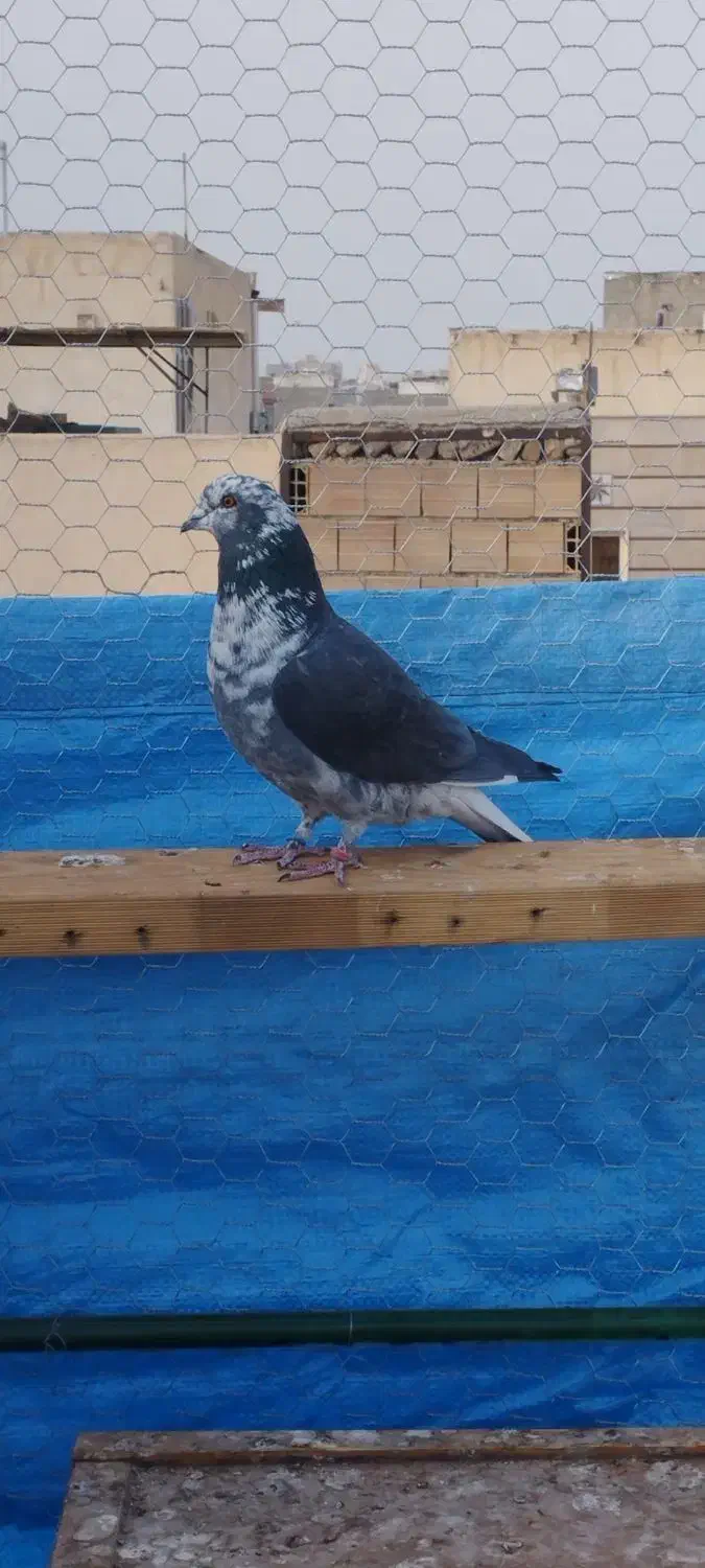 کبوتر پرشی|پرنده|اسلام‌شهر, شهرک احمدیه|دیوار