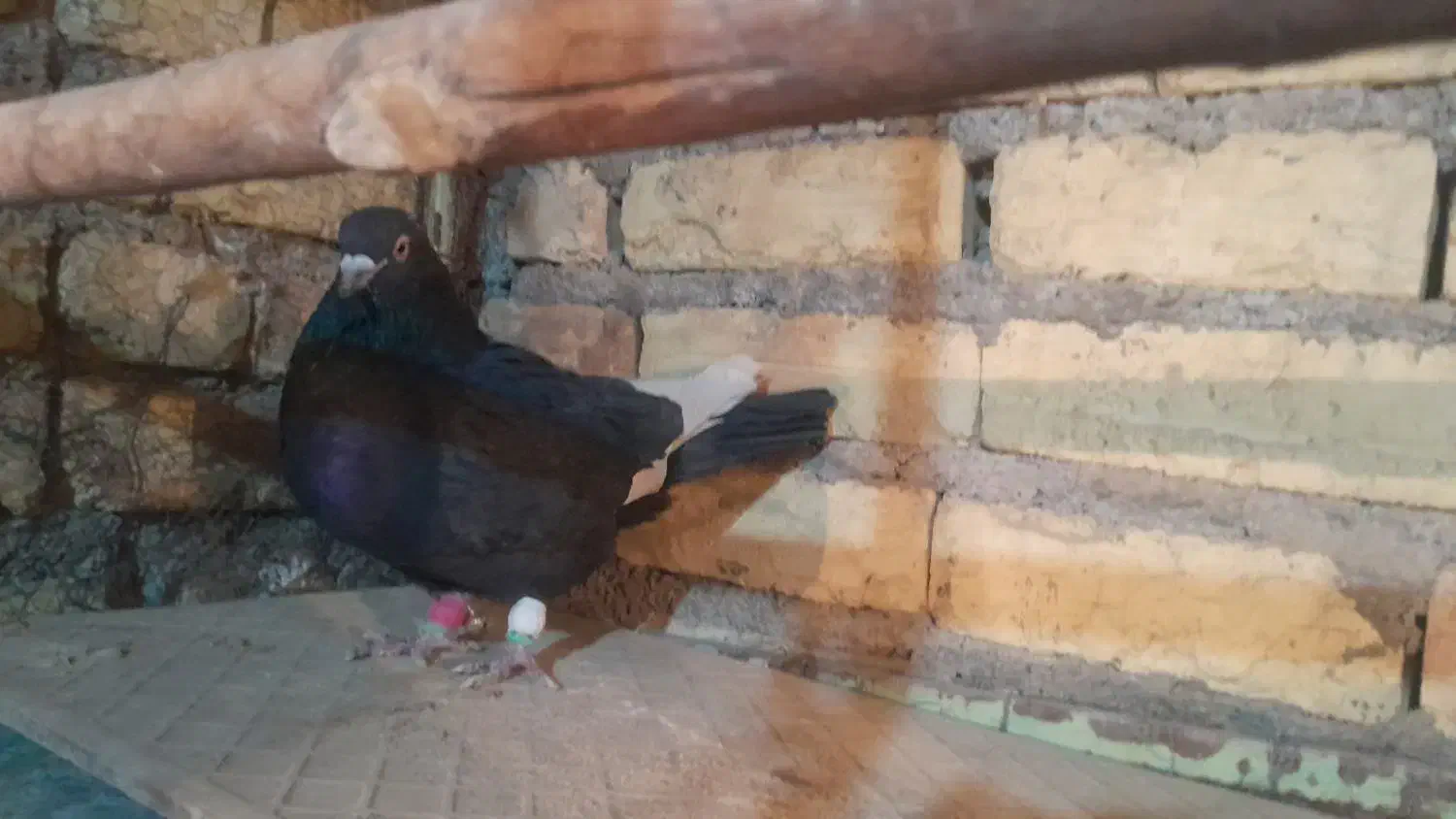 کبوتر رنگی|پرنده|لنجان, |دیوار