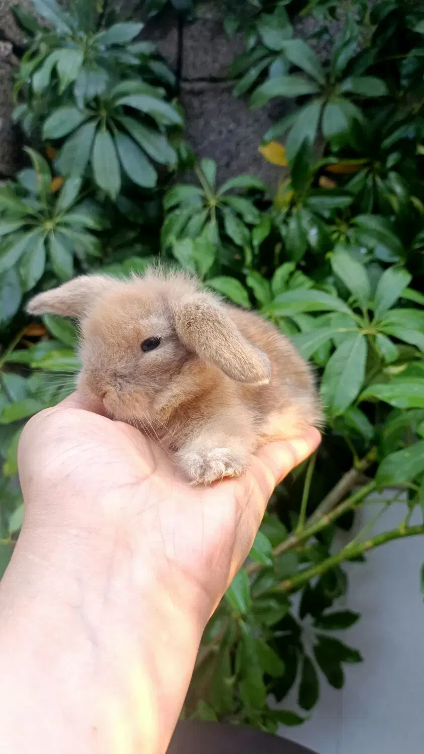 خرگوش لوپ ۳۵ روزه کاراملی اصیل|موش و خرگوش|رشت, تازه آباد|دیوار