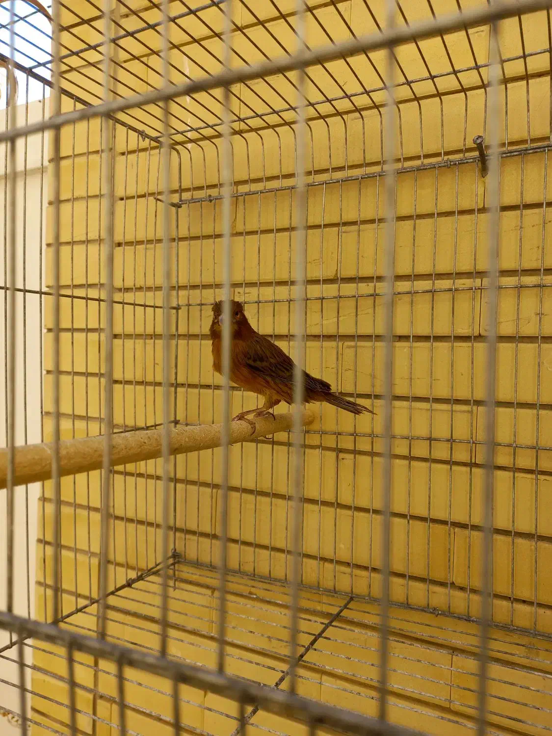 قناری ماد|پرنده|صدرا-فارس, فاز ۱|دیوار