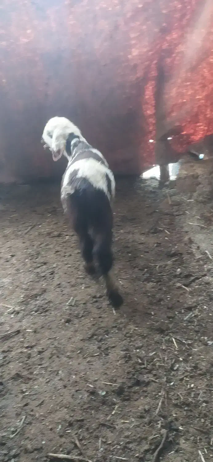 یک عدد بره شیری ماده خوش رنگ|حیوانات مزرعه|شوش, |دیوار