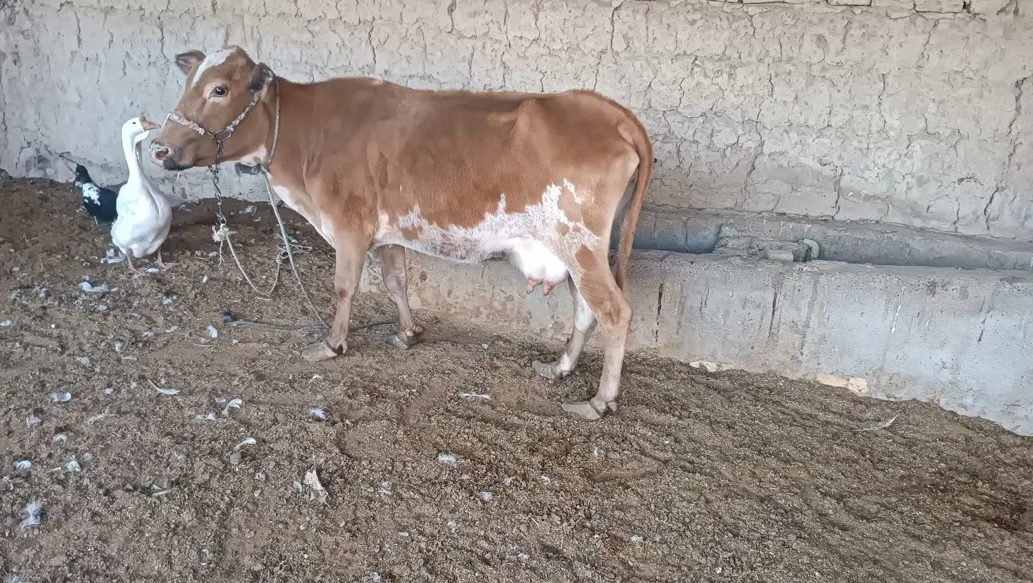 گاو و گوساله|حیوانات مزرعه|خمک, |دیوار