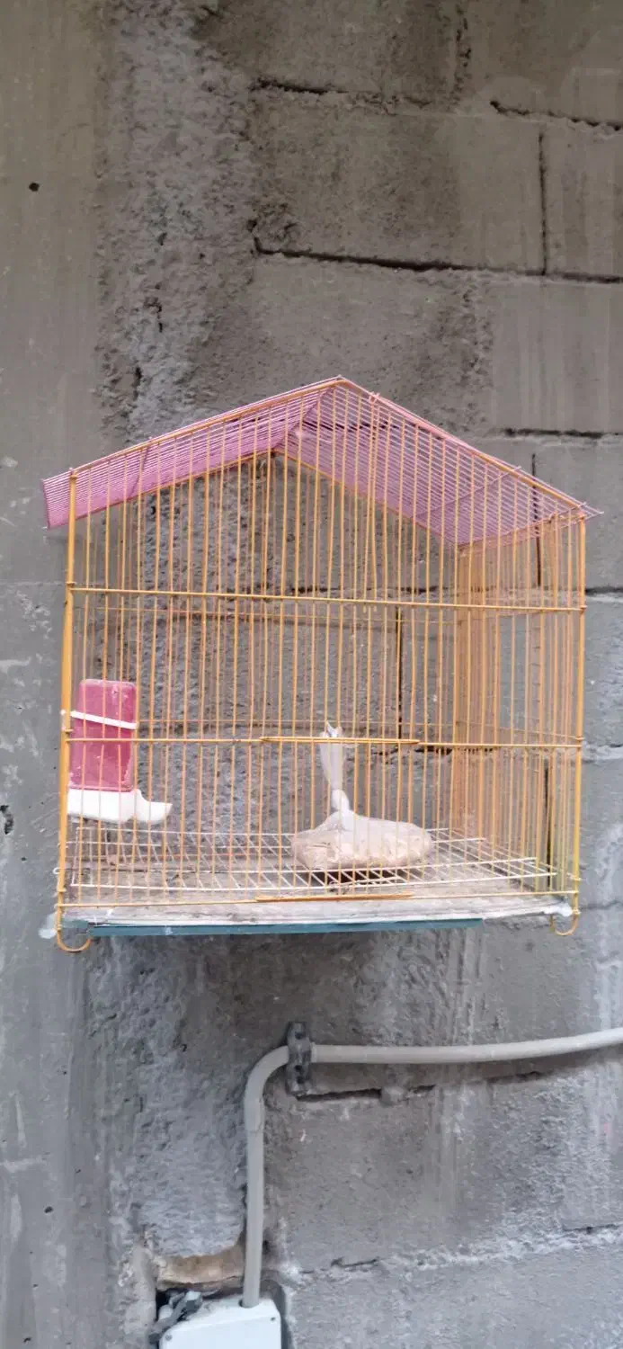 ۴تاقفس پرنده|لوازم جانبی حیوانات|ارومیه, |دیوار