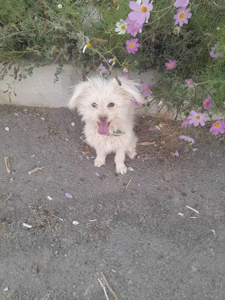 فروش  توافقی سگ شیتزو پاکوتاه|سگ|اصفهان, بهرام‌آباد|دیوار