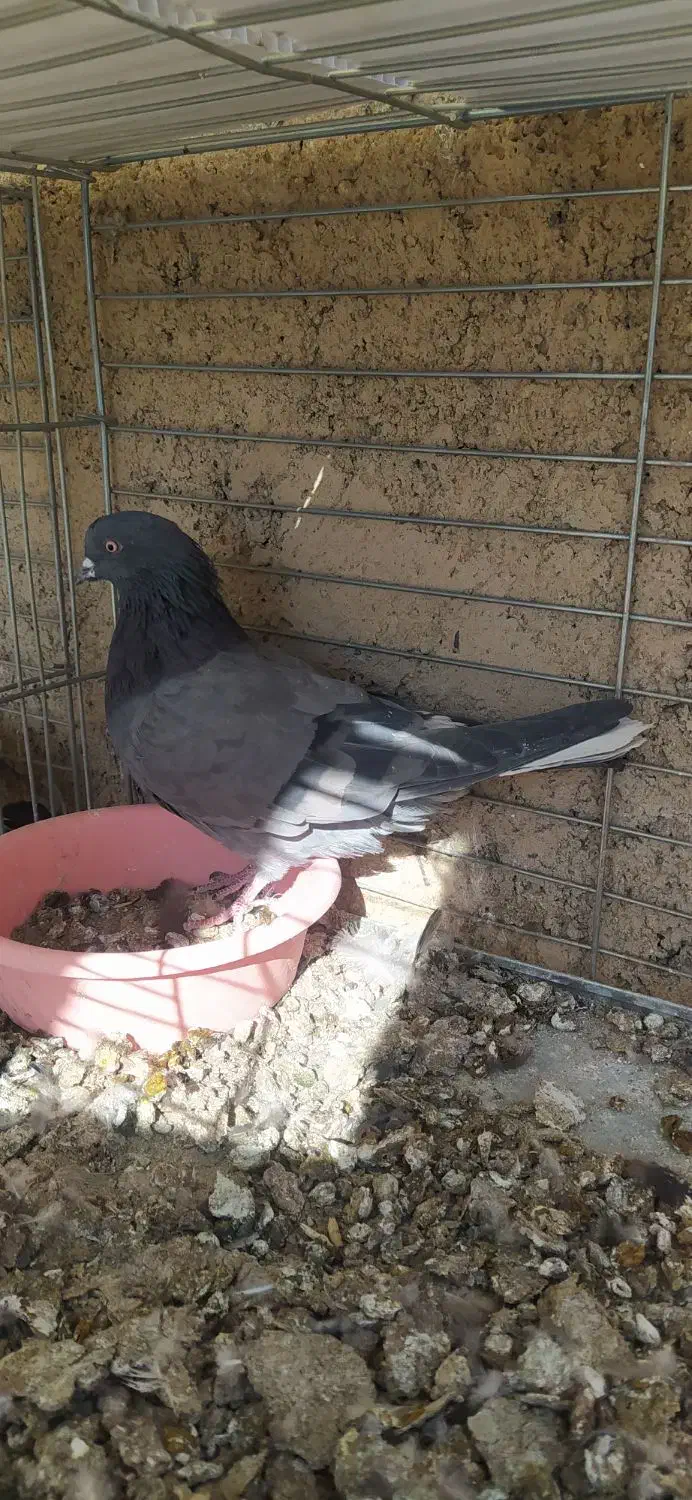 کبوتر|پرنده|شهرضا, |دیوار