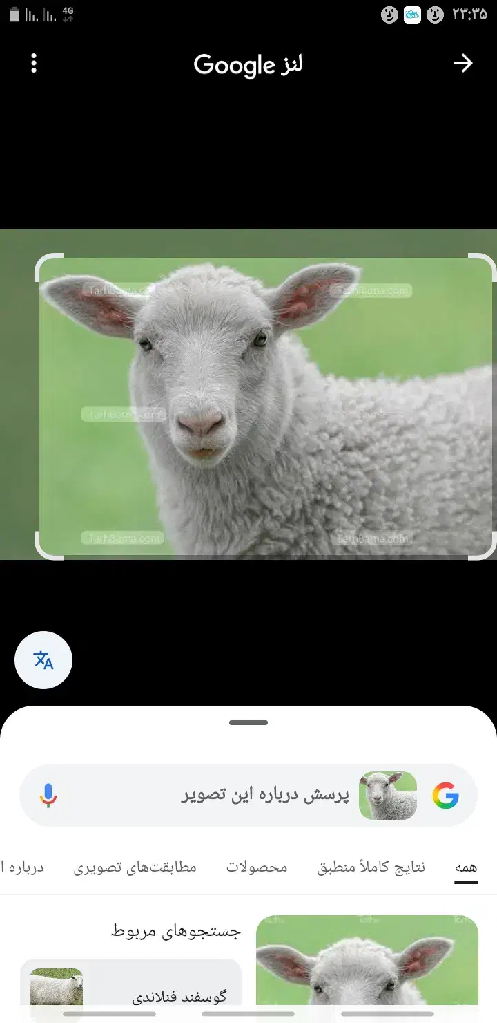 تعداد ۷۰ راس گوسفند|حیوانات مزرعه|یاسوج, |دیوار