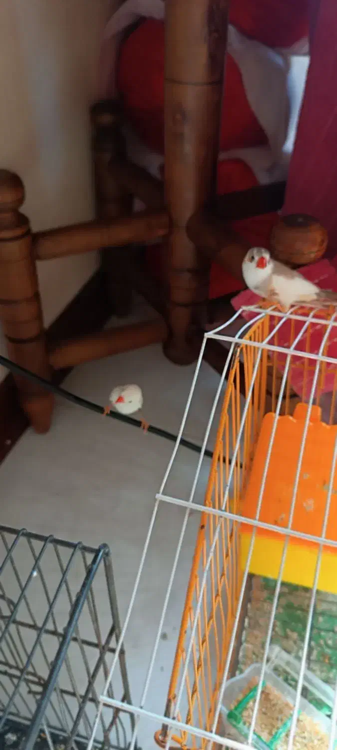 دوجفت فنچ جوجه بده|پرنده|هشتگرد, شهرک بوستان|دیوار