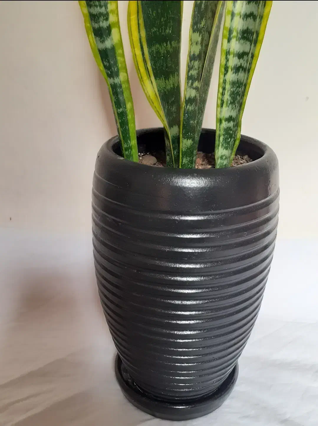 سانسیوریا ابلق شمشیری|گل و گیاه طبیعی|ملایر, |دیوار