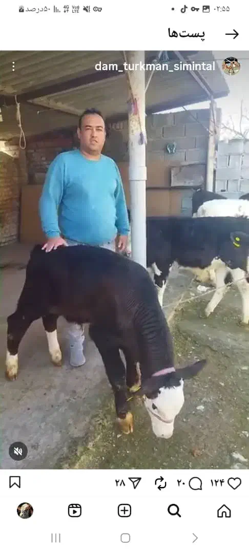 گوسالع قطع شیر|حیوانات مزرعه|فرمهین, |دیوار