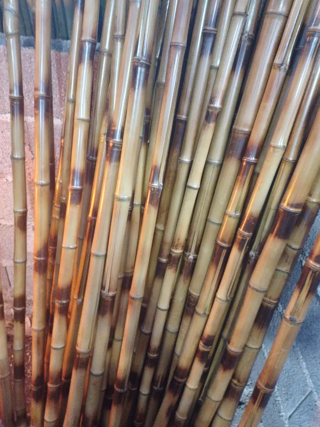 خیزران (بامبو)|گل و گیاه طبیعی|فومن, |دیوار