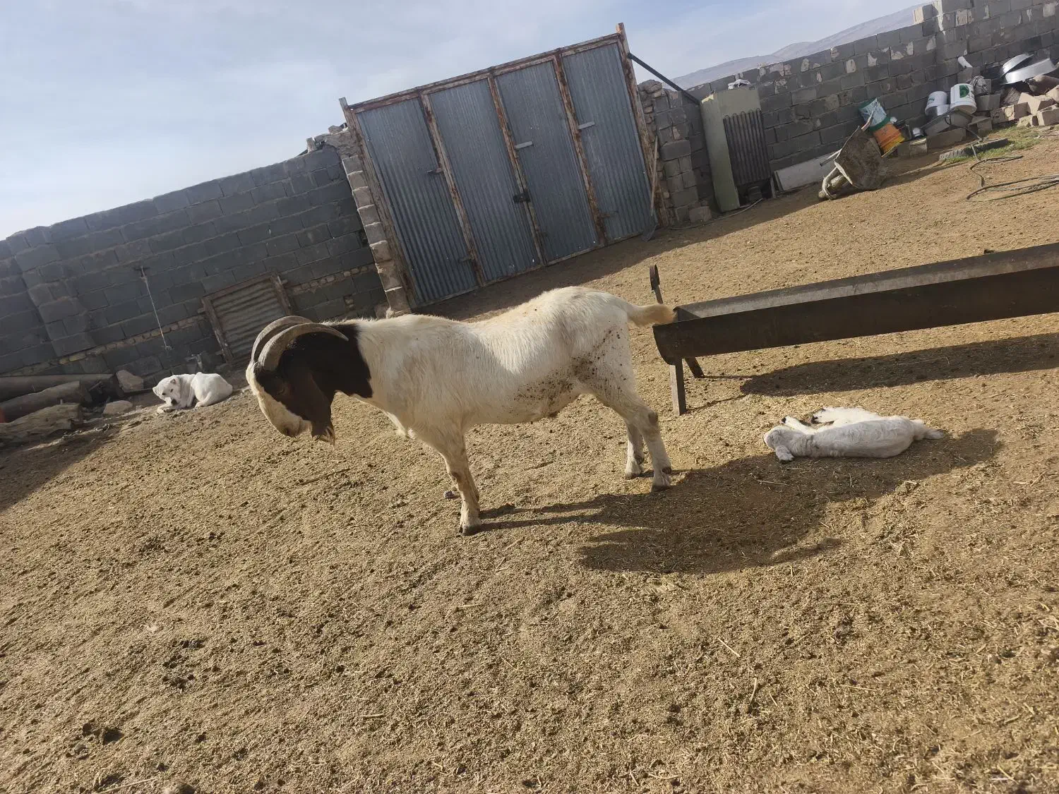 بز و پازن بوئر|حیوانات مزرعه|حسن آباد, |دیوار