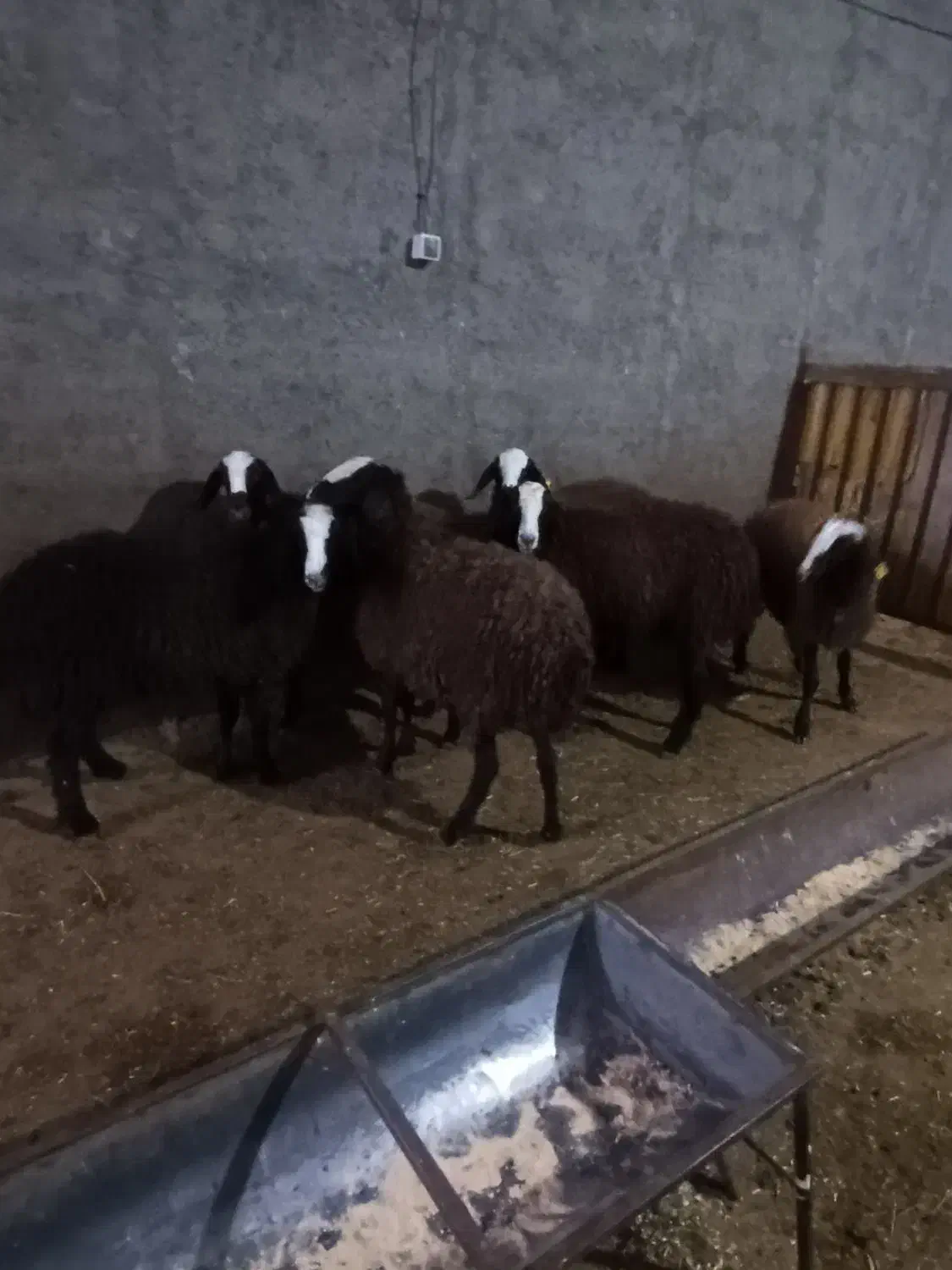 بره ماده های اصیل شال|حیوانات مزرعه|تاکستان, |دیوار