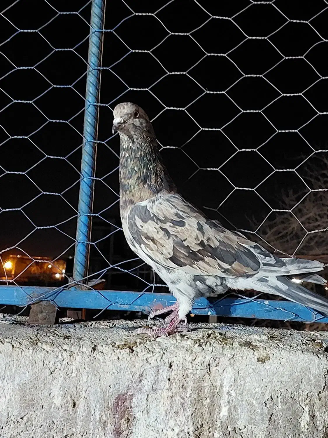 کفتر سرور|پرنده|یزد, |دیوار