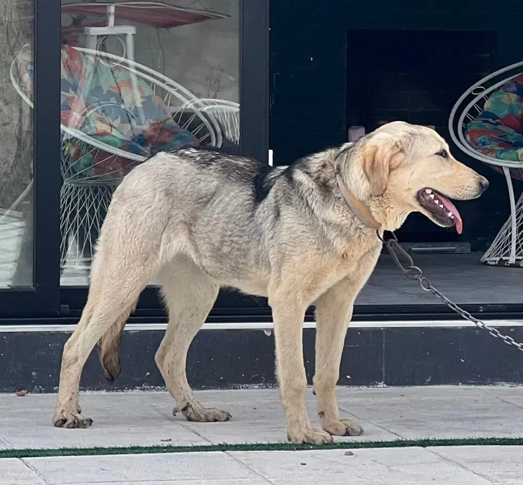 سگ گمشده|حیوانات|ارومیه, |دیوار