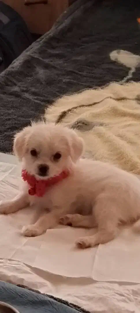 لباس|سگ|تهران, نارمک|دیوار