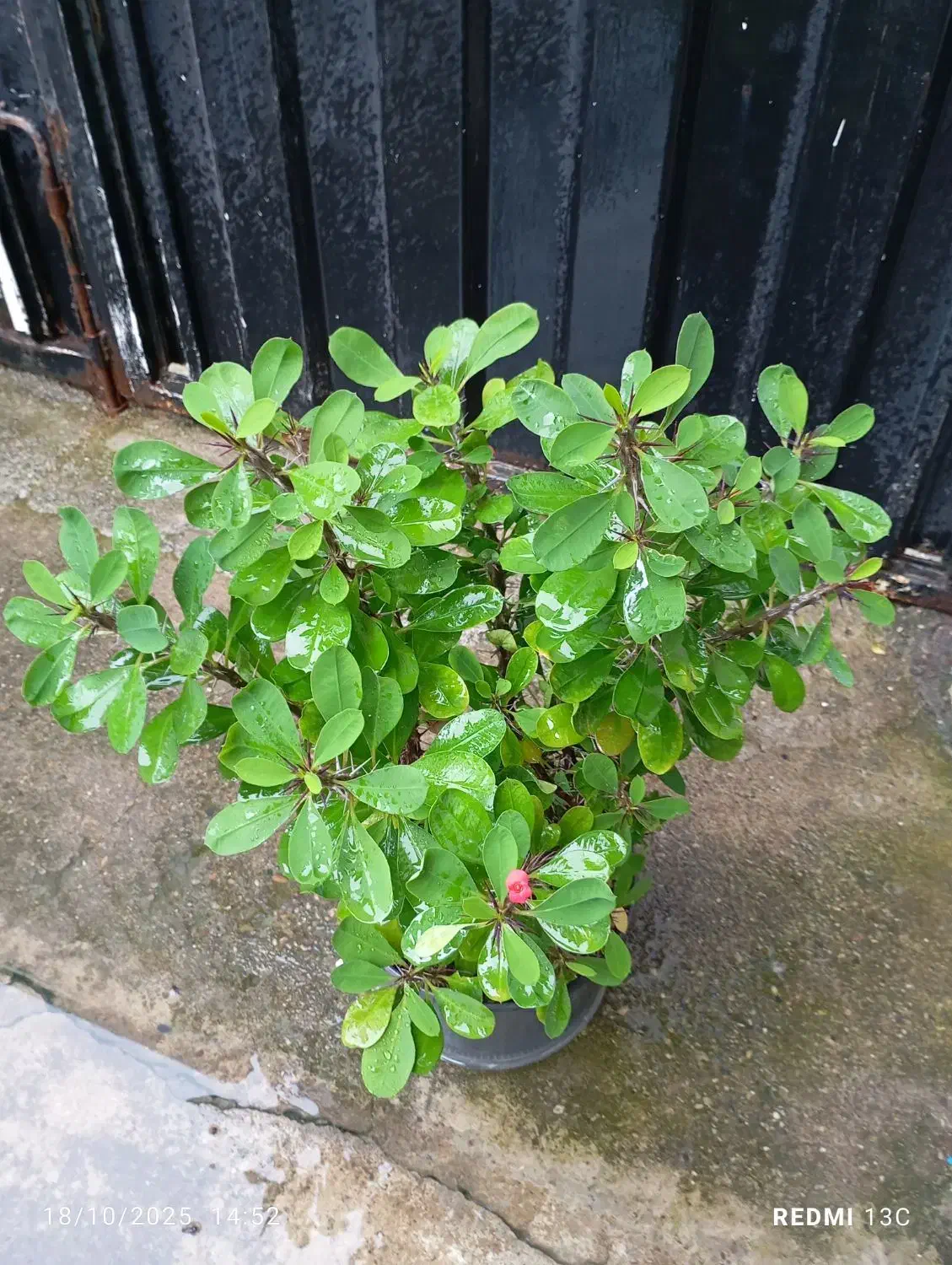 گل های زینتی و آپارتمانی|گل و گیاه طبیعی|رشت, حمیدیان|دیوار