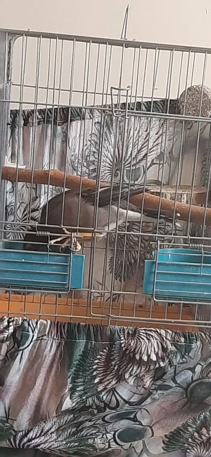 مرغ مینا سه ماه شاه تخم|پرنده|تهران, مشیریه|دیوار