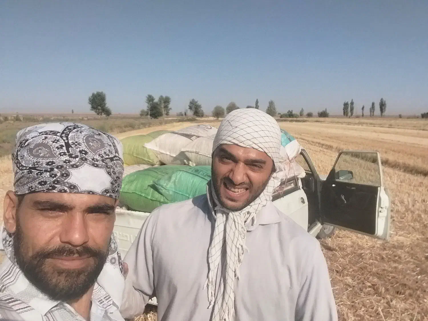 کاه گندم|لوازم جانبی حیوانات|مشهد, بهارستان|دیوار