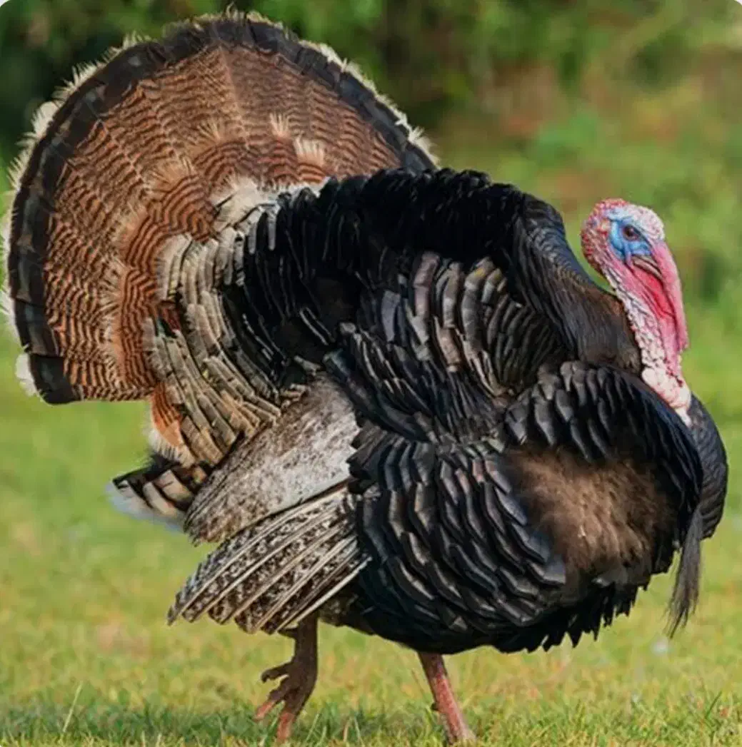 بوقلمون|حیوانات مزرعه|دیواندره, |دیوار