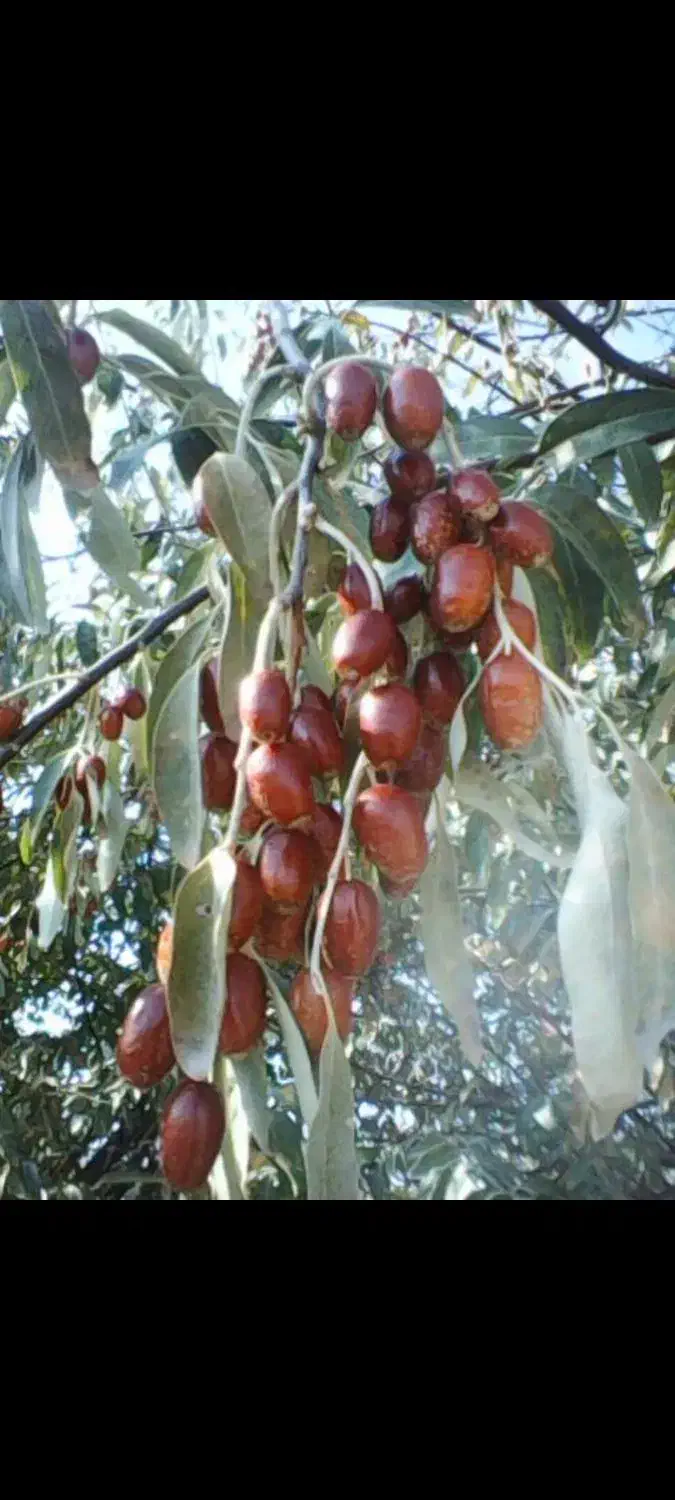 سنجد تازه امسال نرم و رسیده|خوردنی و آشامیدنی|خوی, |دیوار