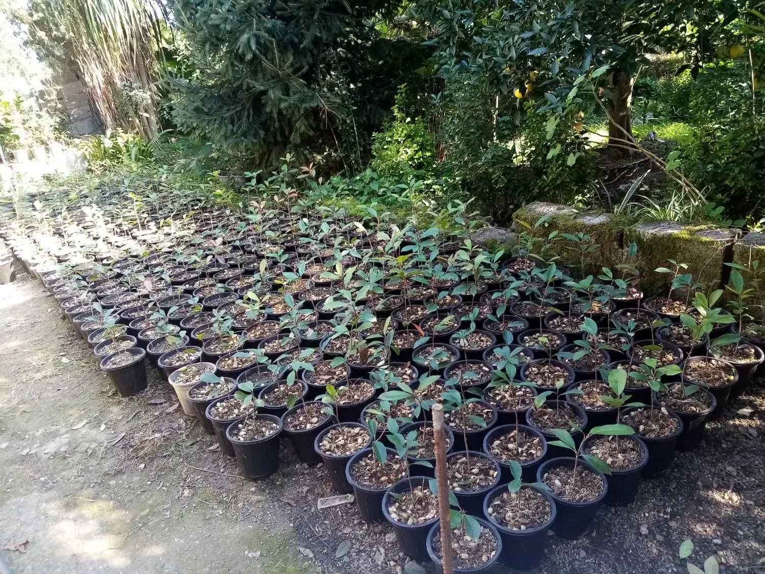 فتونیا|گل و گیاه طبیعی|چابکسر, |دیوار