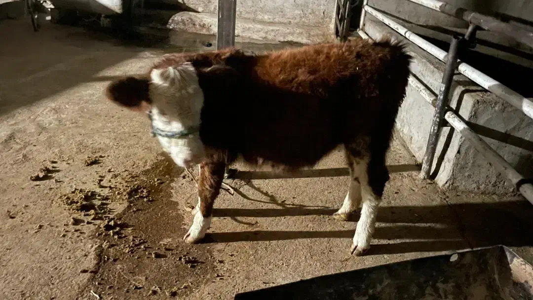 گوساله ماده سیمینتال|حیوانات مزرعه|مسجد سلیمان, |دیوار