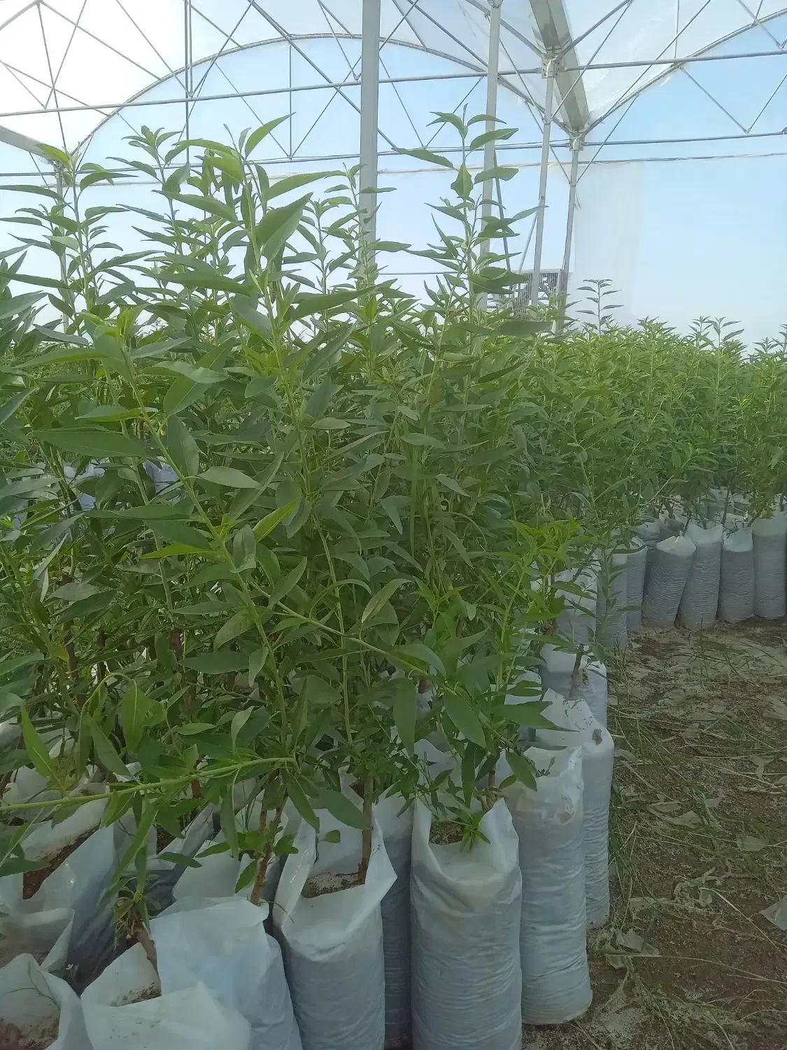 نهال بادام گلدانی|گل و گیاه طبیعی|نقده, |دیوار