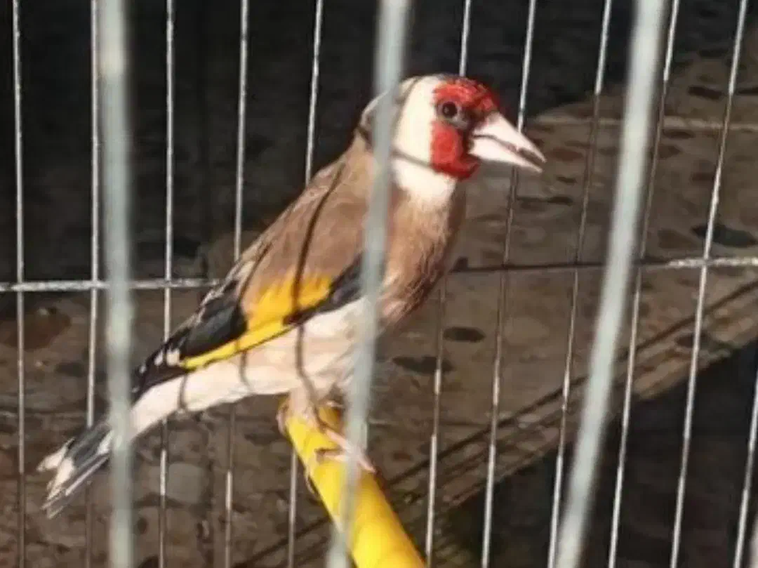 یک عدد قناری سوخته|پرنده|خمینی‌شهر, |دیوار