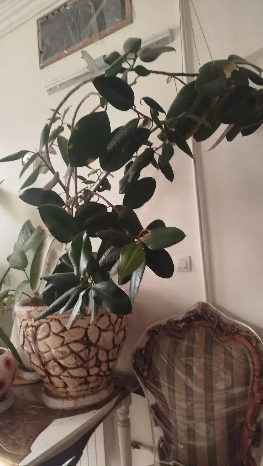 گلدون|صنایع دستی و سایر لوازم تزئینی|یزد, |دیوار