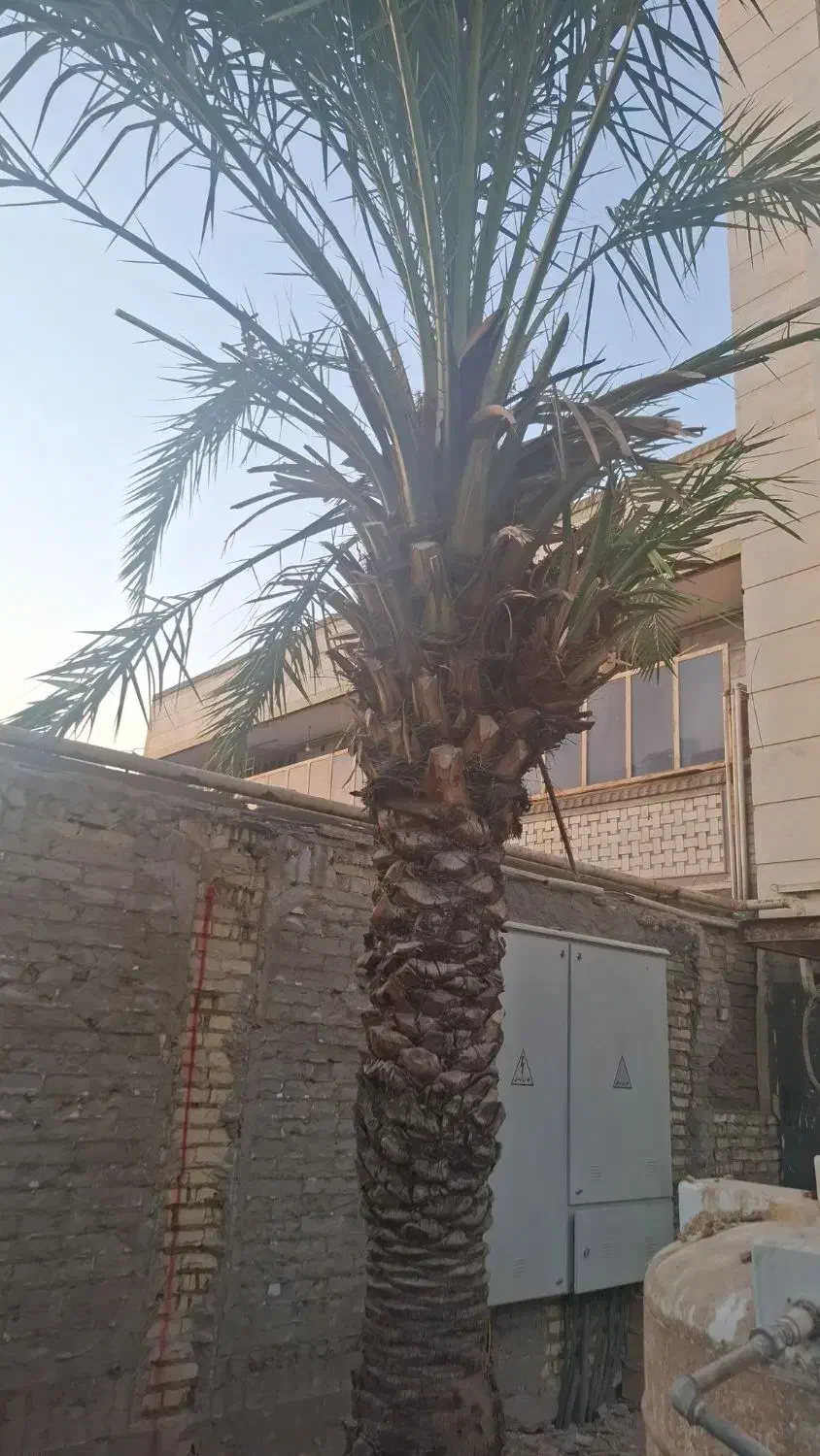 نخل برحی|گل و گیاه طبیعی|اهواز, کیان اباد|دیوار