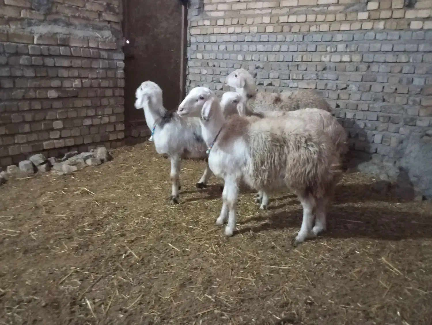 بره پلنگی  و افشار کله سفید|حیوانات مزرعه|بروجرد, |دیوار