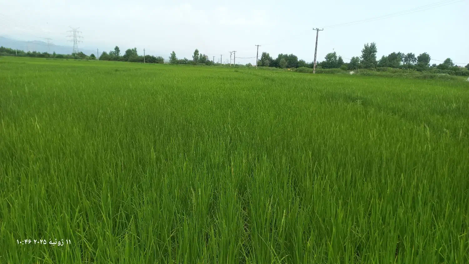 زمین کشاورزی|فروش دفتر صنعتی، کشاورزی، تجاری|پرهسر, |دیوار