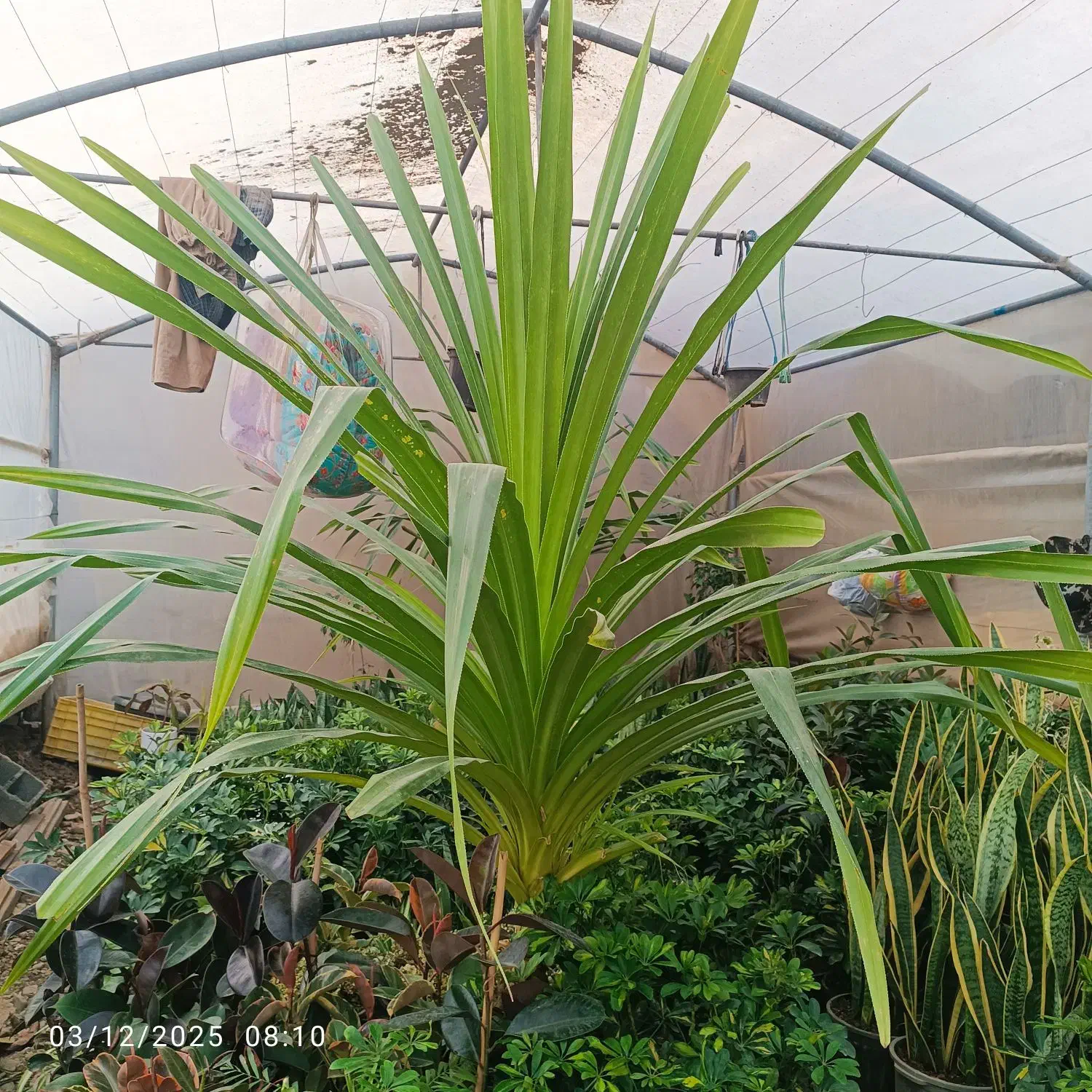 گل آپارتمانی|گل و گیاه طبیعی|پاکدشت, پاکدشت (مامازند)|دیوار