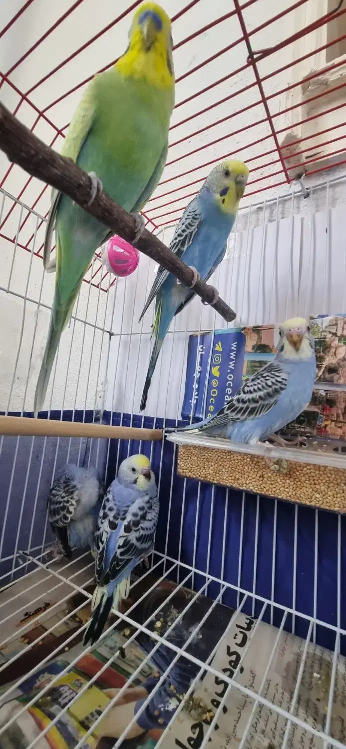 مرغ عشق|پرنده|رشت, پسیخان|دیوار