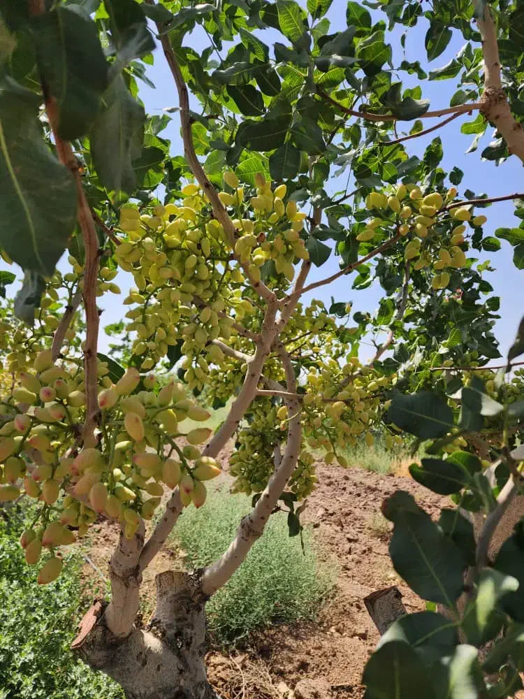 ۱۲۰۰ متر/ باغ پسته/ معاوضه/ساوه روستای پیک|فروش دفتر صنعتی، کشاورزی، تجاری|گلستان (تهران), |دیوار