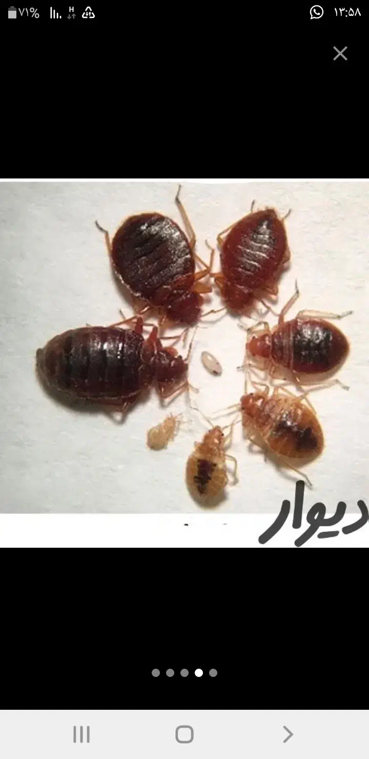 سمپاشی ساس سم پاشی سوسک بومهن پردیس تهران وحومه|خدمات نظافت|بومهن, |دیوار